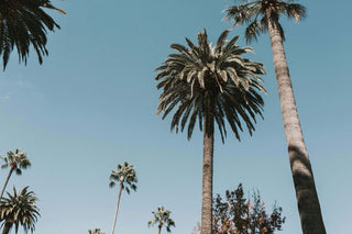 Los Angeles scenic image of palm trees against a clear blue sky.